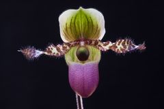 Paphiopedilum victoria-reginae