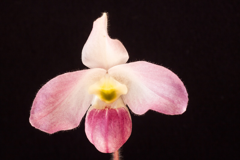 Paphiopedilum vietnamense