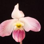 Paphiopedilum vietnamense