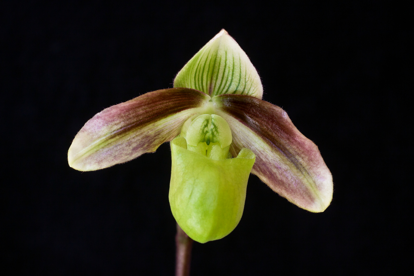 Paphiopedilum violascens