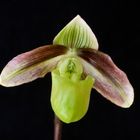 Paphiopedilum violascens