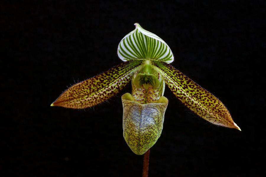 Paphiopedilum wardii