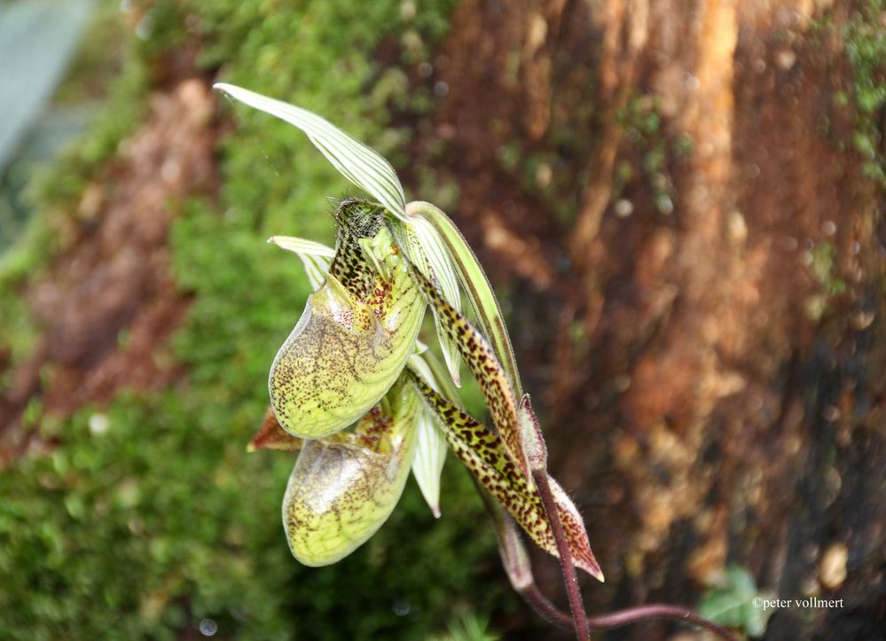 Paphiopedilum wardii