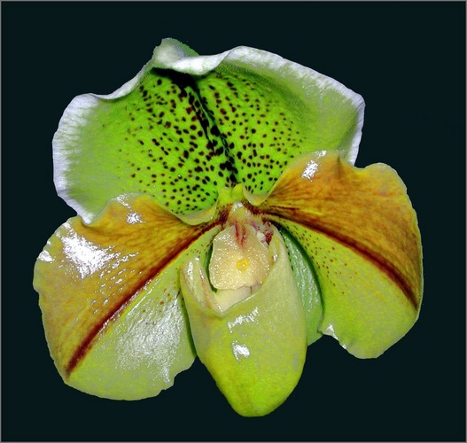 Paphiopedilum 'Wild Root'