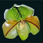 Paphiopedilum 'Wild Root'