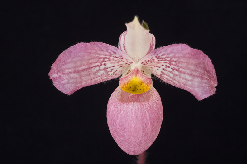 Paphiopedilum Wössner Vietnam Love