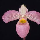 Paphiopedilum Wössner Vietnam Love