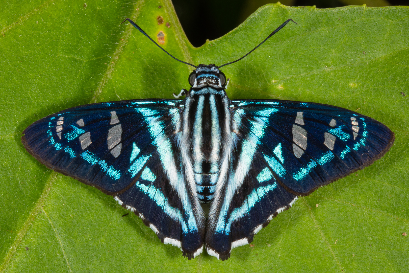 Papias Skipper