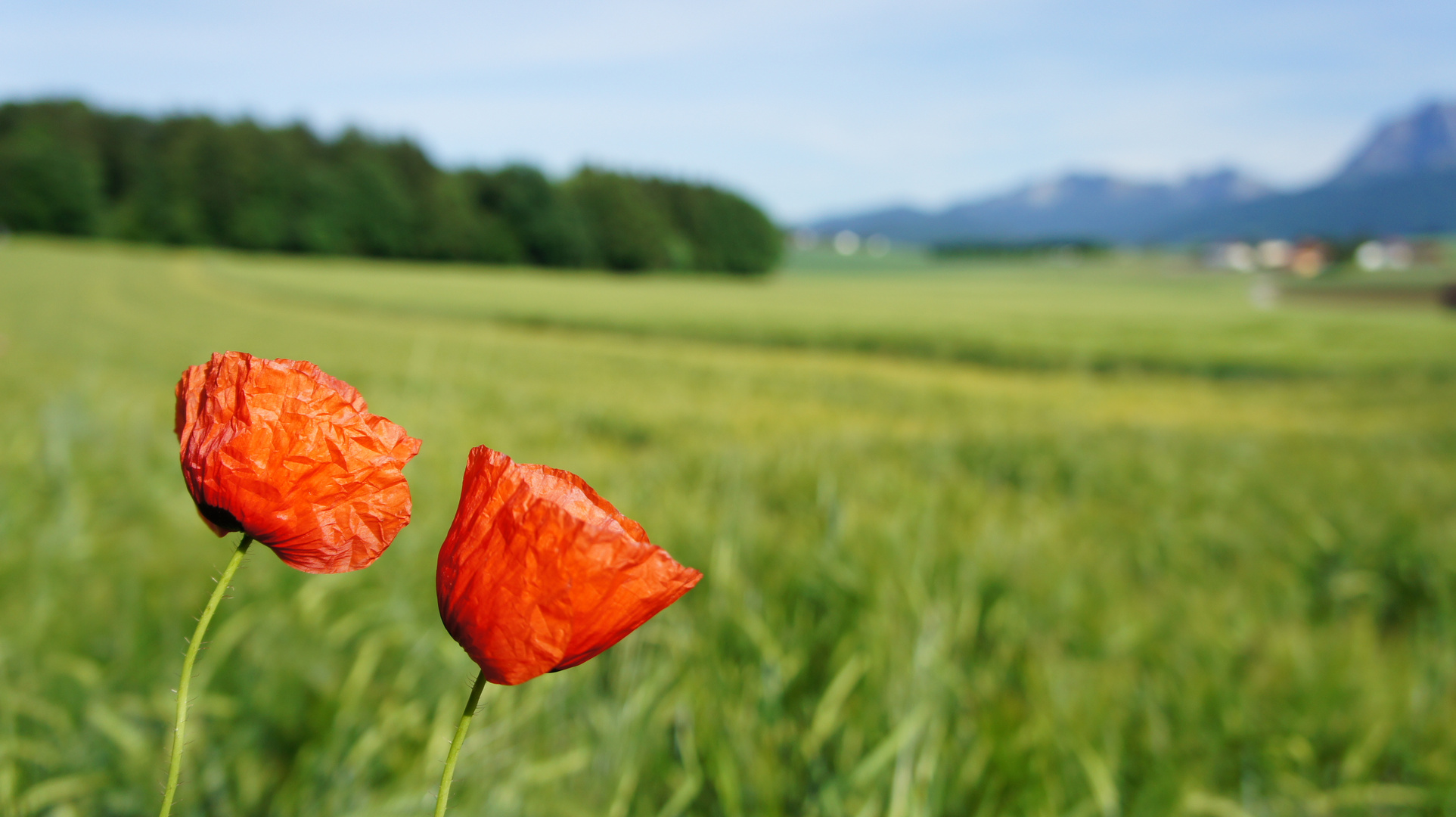 Papier Mohnblume zerknittert