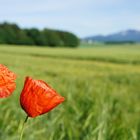 Papier Mohnblume zerknittert