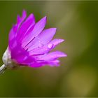 Papierblume (Xeranthemum annuum)