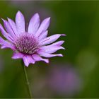 Papierblume (Xeranthemum annuum)