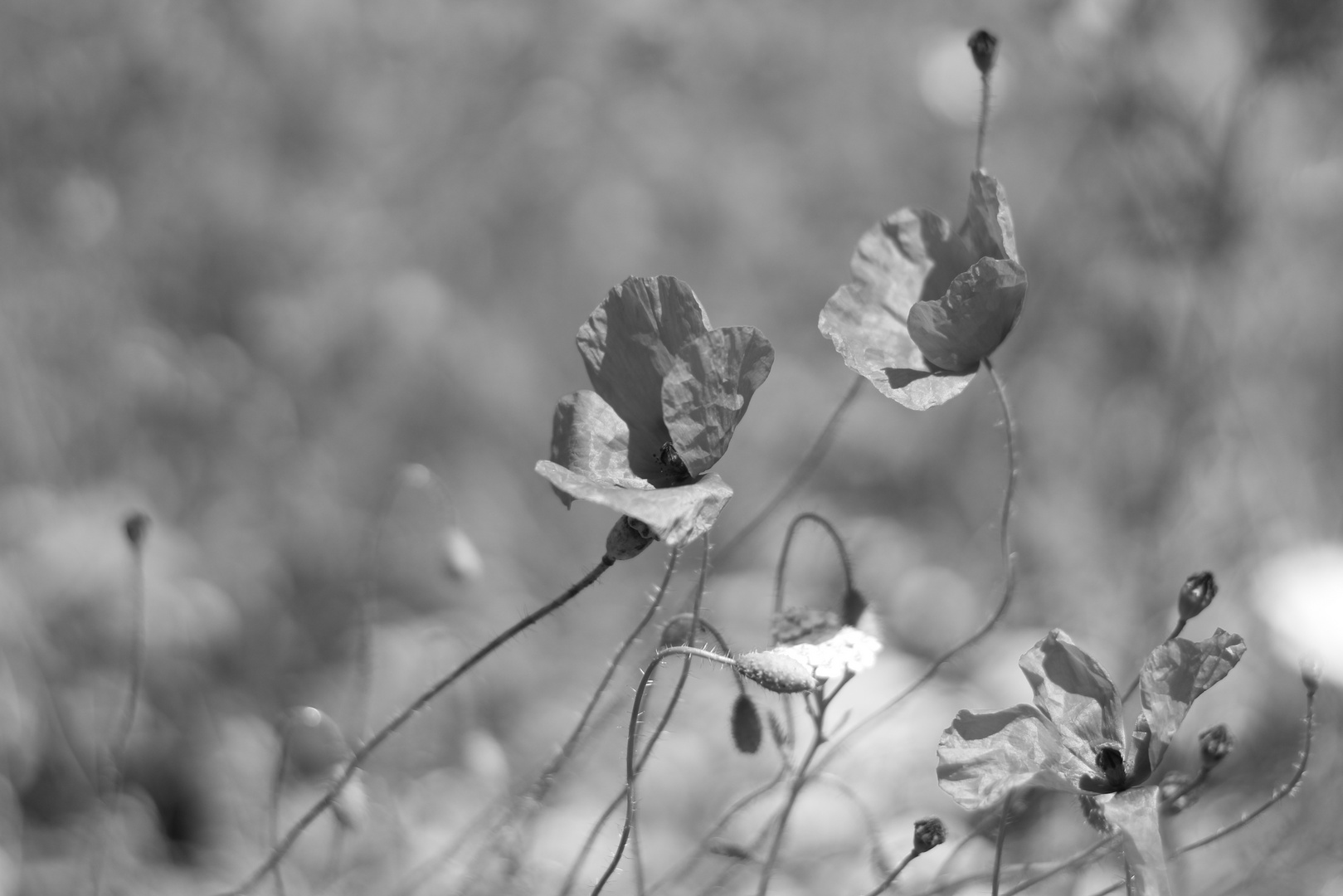 Papierblumen