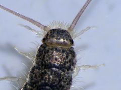 Weitere Insekten