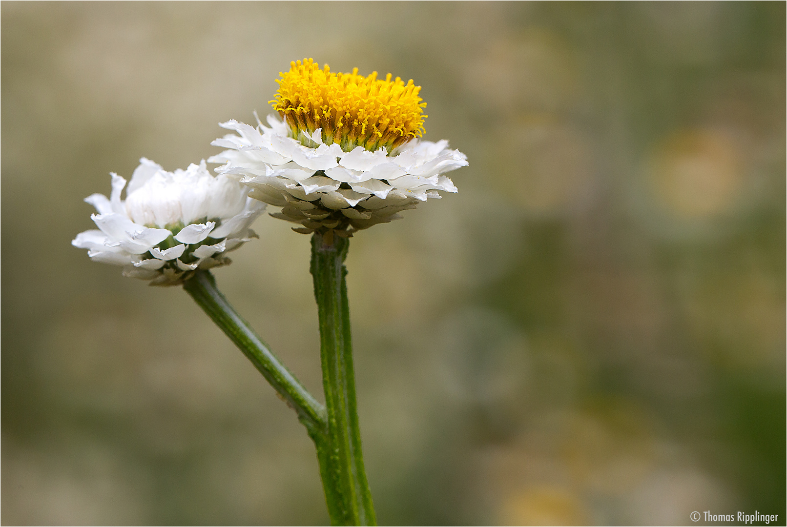 Papierknöpfchen (Ammobium alatum)