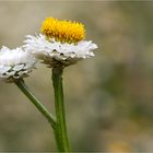 Papierknöpfchen (Ammobium alatum)