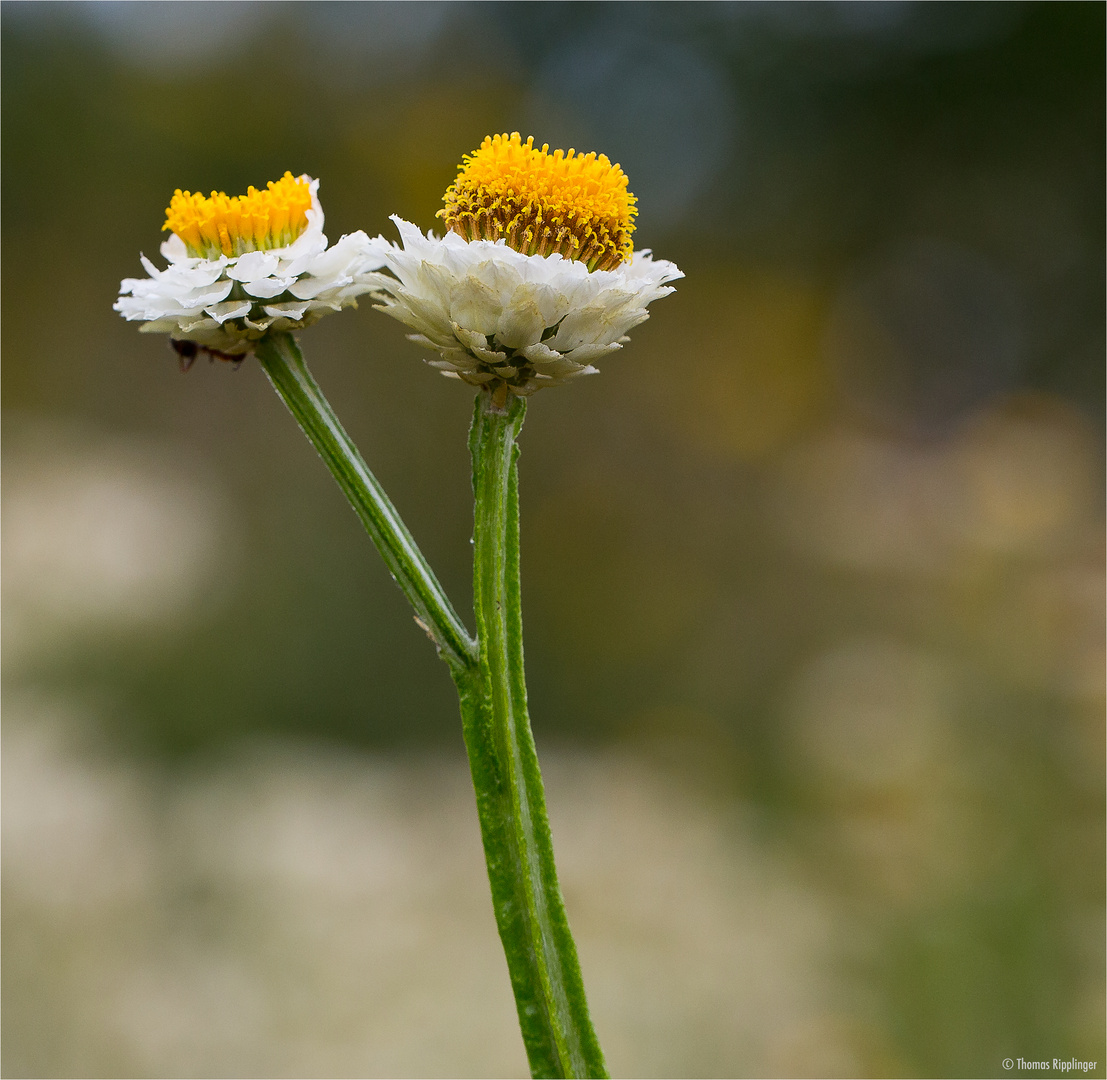 Papierknöpfchen (Ammobium alatum).