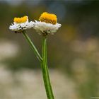 Papierknöpfchen (Ammobium alatum).