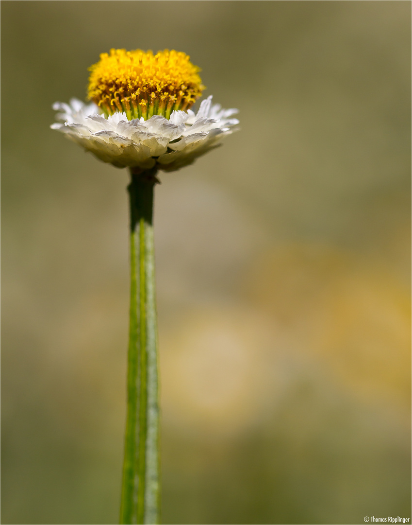 Papierknöpfchen (Ammobium alatum). ..