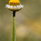 Papierknöpfchen (Ammobium alatum). ..