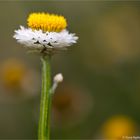 Papierknöpfchen (Ammobium alatum)....