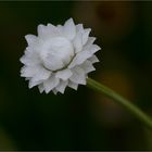 Papierknöpfchen (Ammobium alatum)