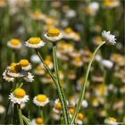 Papierknöpfchen (Ammobium alatum)