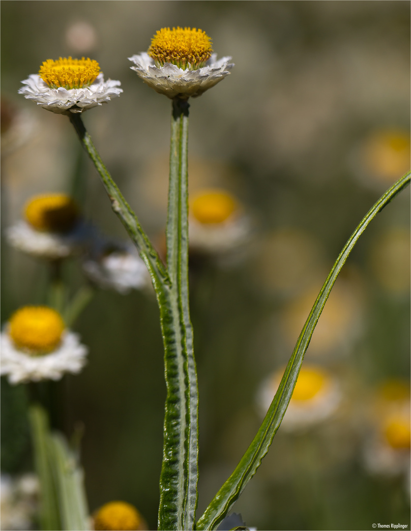 Papierknöpfchen (Ammobium alatum).D