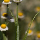 Papierknöpfchen (Ammobium alatum).D