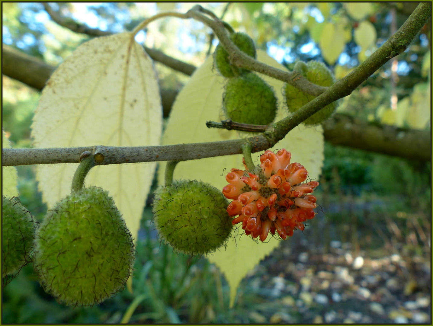 Papiermaulbeerbaum