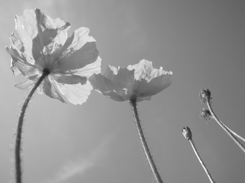 Papiermohn