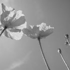 Papiermohn