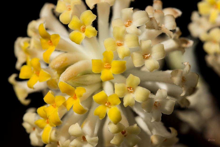 Papierstrauch - Edgeworthia chrysantha