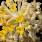 Papierstrauch - Edgeworthia chrysantha