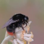 Papierstrauchblüte m. Hummel