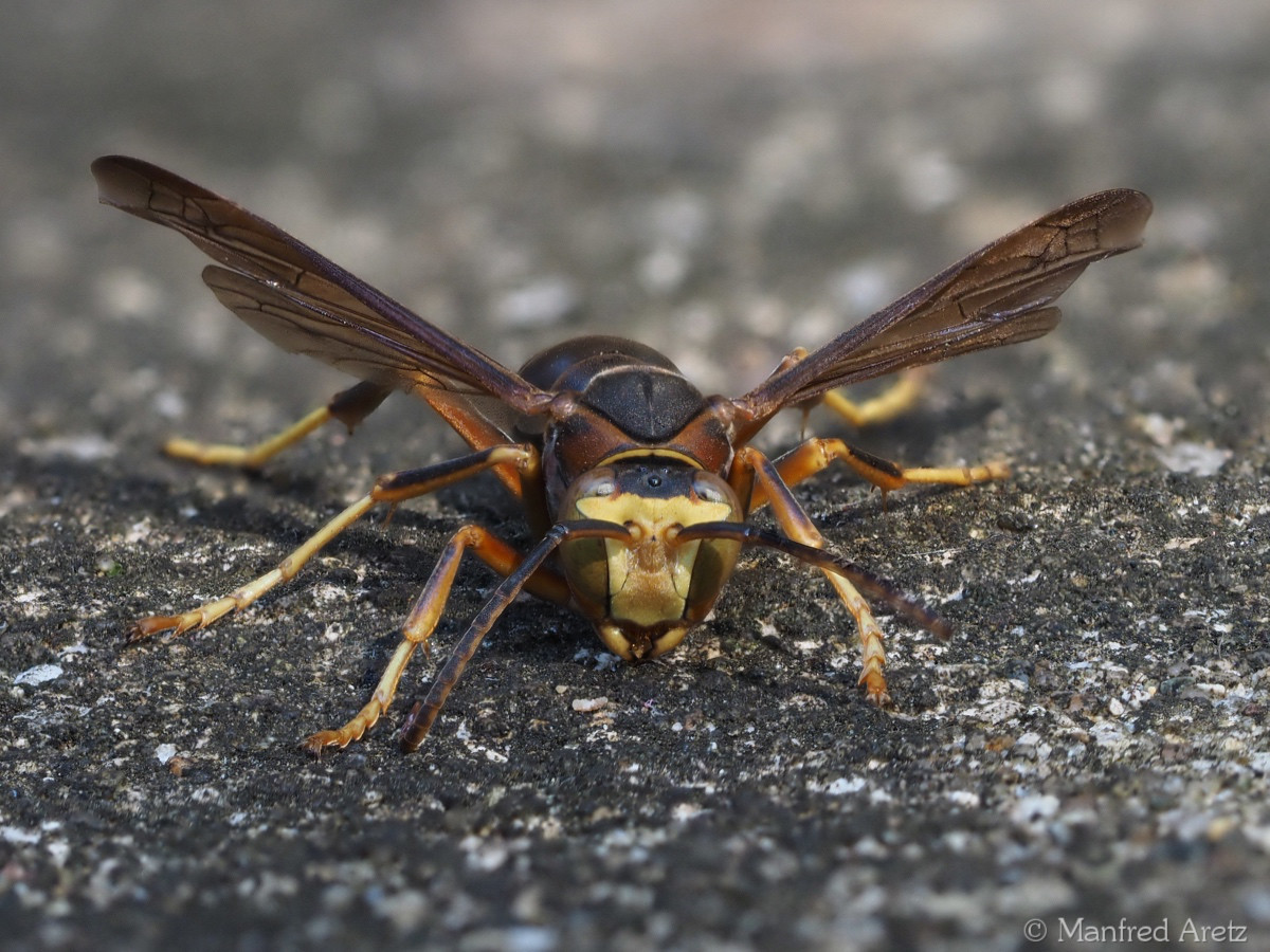 Papierwespe / Northern Paper Wasp