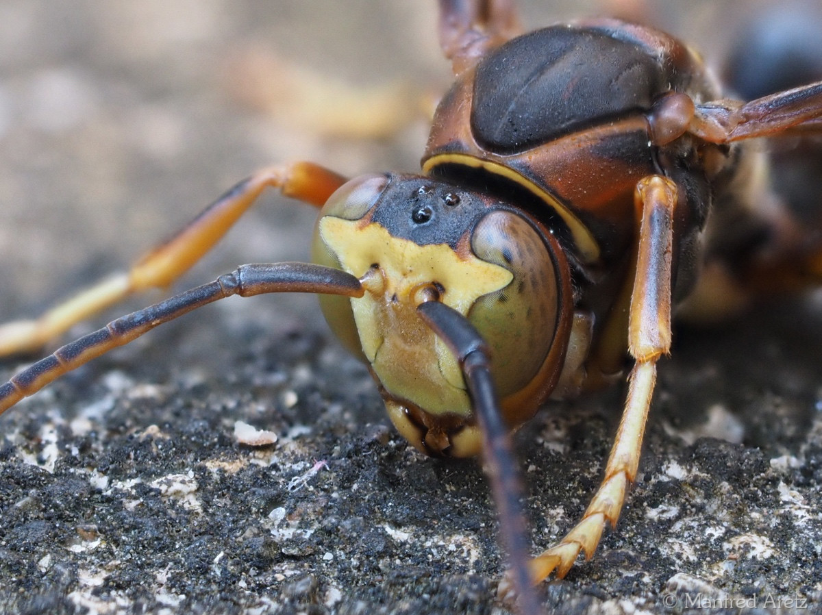 Papierwespe / Northern Paper Wasp