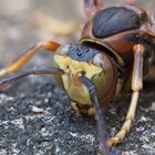 Papierwespe / Northern Paper Wasp