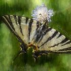 Papilio 1