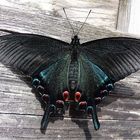 . papilio .