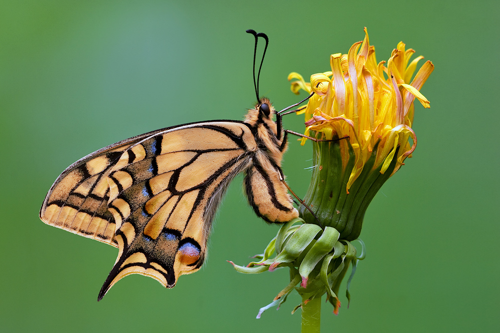 Papilio