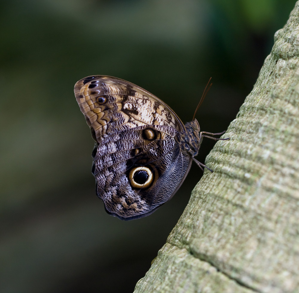 Papilio