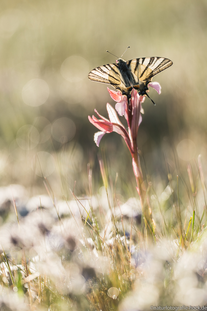 ~ papilio ~