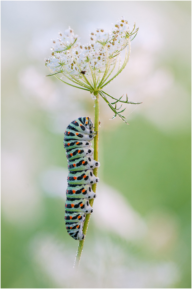 Papilio...