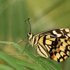 Papilio