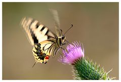 Papilio