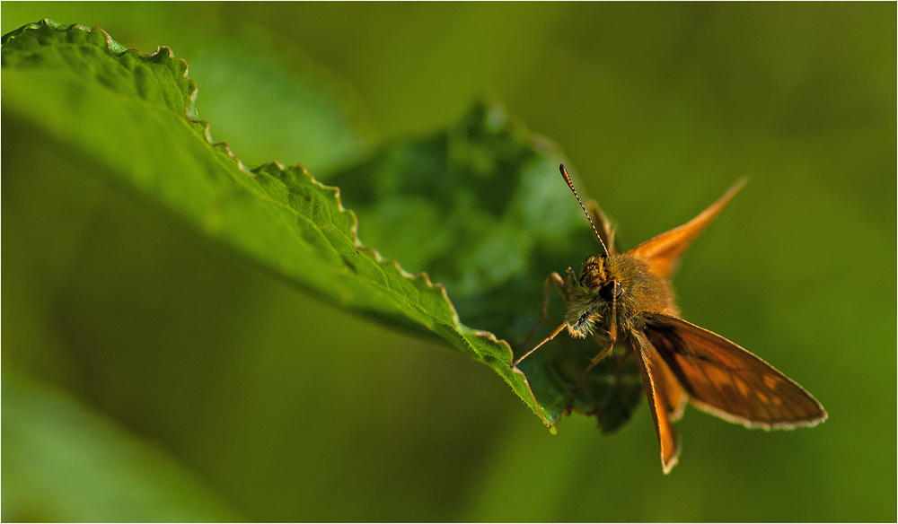 "papilio ..."