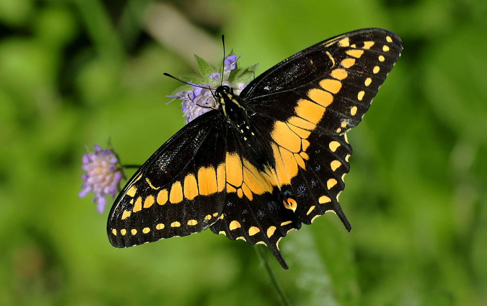 Papilio