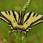 Papilio alexanor