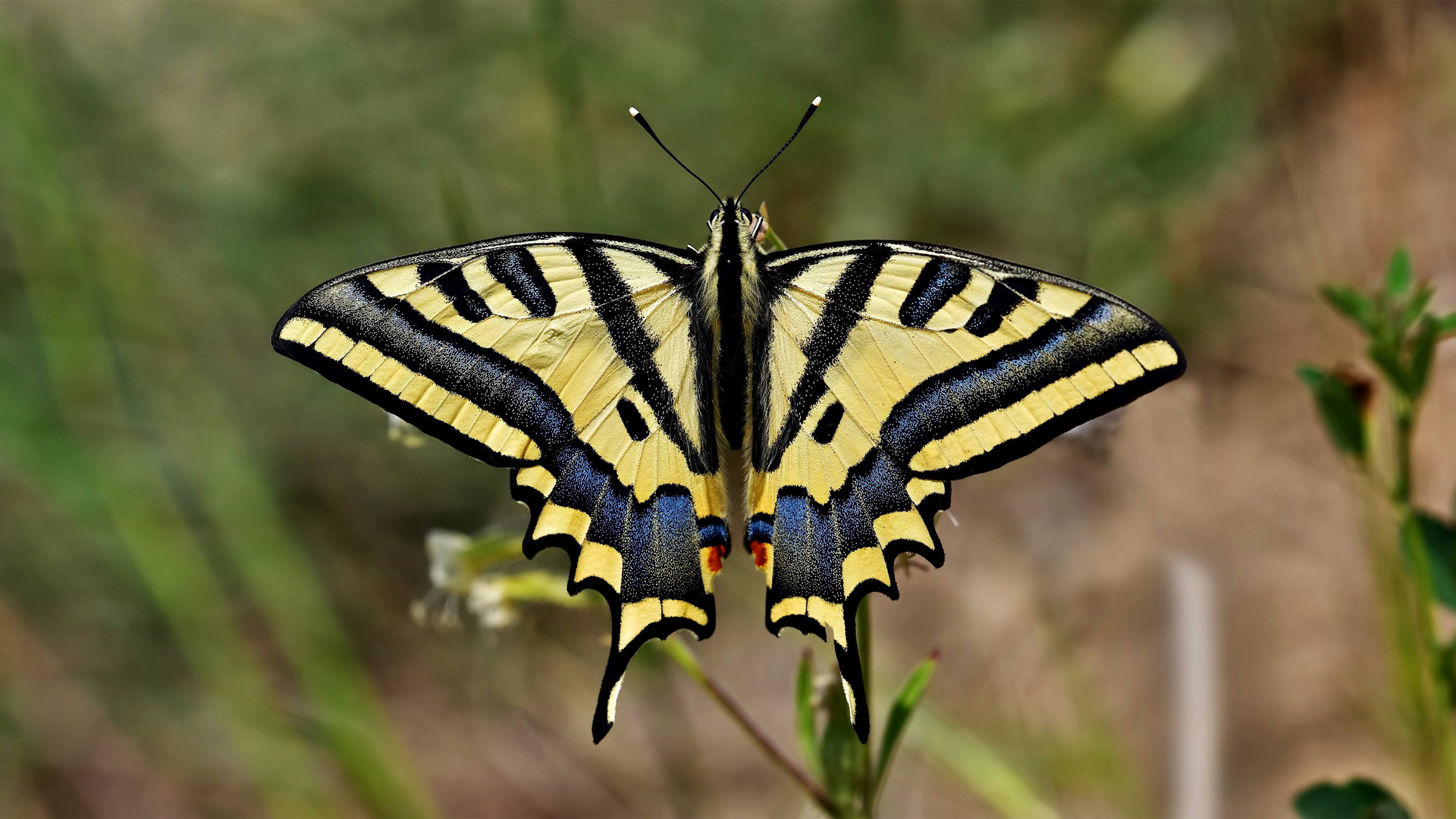 Papilio alexanor